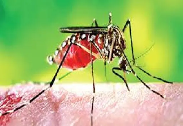 দেশে ডেঙ্গু রোগী সংখ্যা বাড়ছে