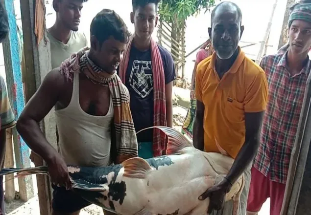 জেলের জালে ধরা পড়লো ৪৩ কেজির বাঘাআইড়