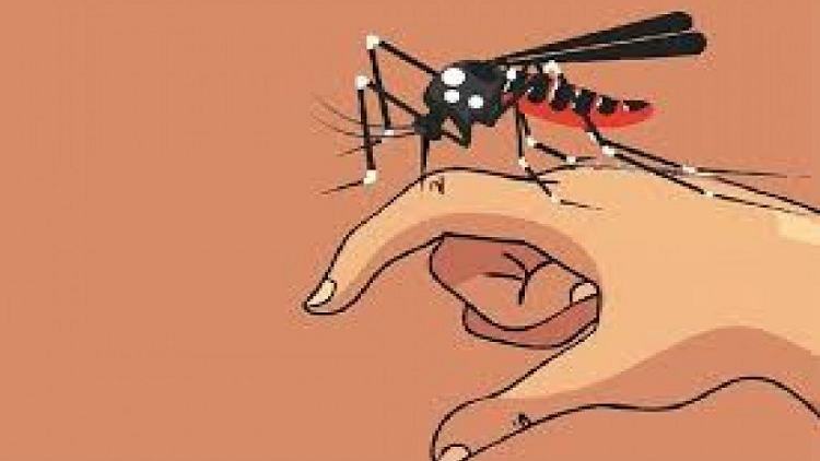 27 dengue patients hospitalised in 24 hours
