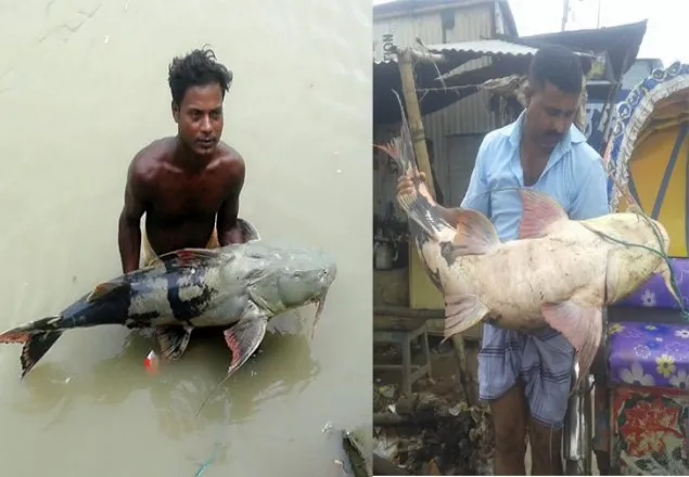 পদ্মা নদীতে জালে ধরা পড়ল ২৫ বাগাড়