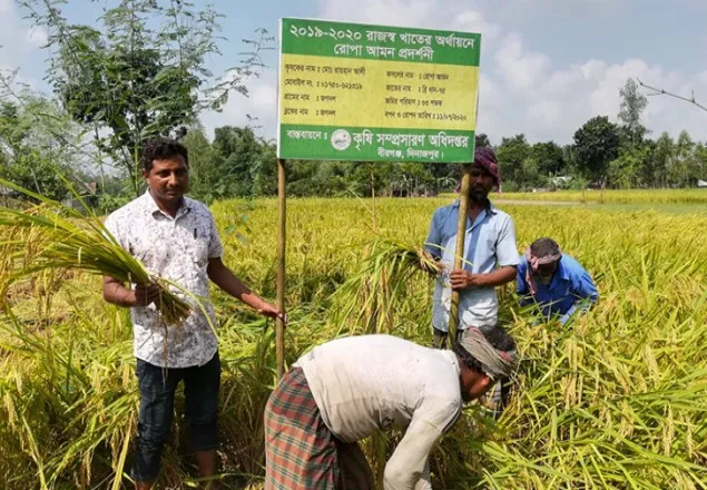 ‘নতুন জাতের আগাম ধানে কৃষকের মুখে হাসি’