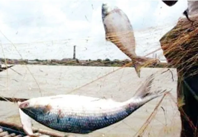 ২২ দিন ইলিশ ধরা-বিক্রি নিষিদ্ধ