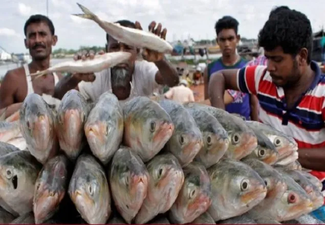 আজ থেকে পদ্মা-মেঘনায় ২২ দিন ইলিশ ধরা নিষিদ্ধ