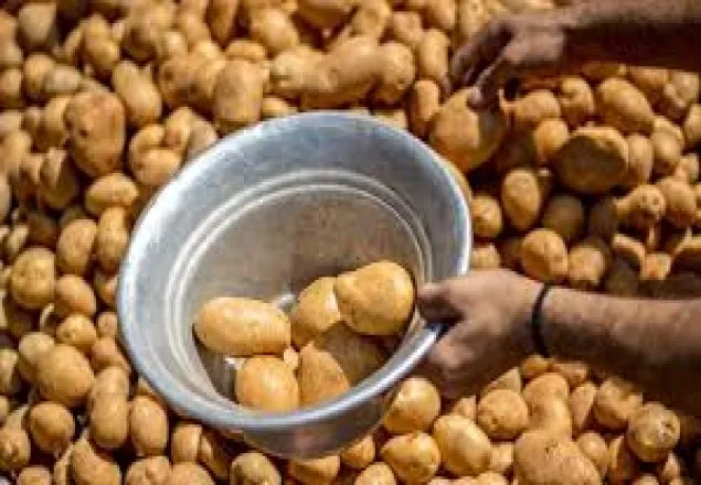  ‘আলুর বাজারে সরকারী নির্দেশনা মানা হচ্ছে না’