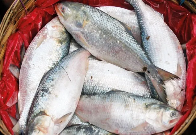 নিষিদ্ধ সময়ে ইলিশ ধরায় ৭ জেলের কারাদণ্ড