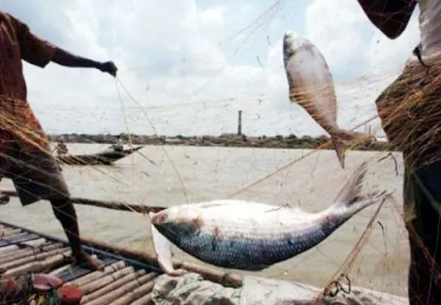  ইলিশ ধরার নিষেধাজ্ঞা উঠছে কাল
