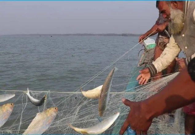 আজ মধ্যরাত থেকে ইলিশ আহরণ শুরু