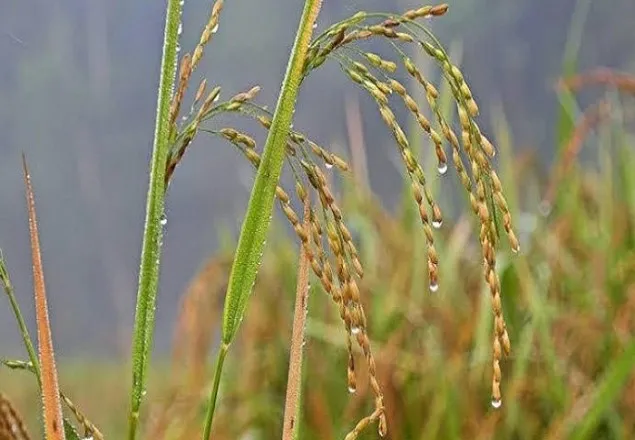  ‘শীতের আগমনী বার্তা জানান দিচ্ছে প্রকৃতি’
