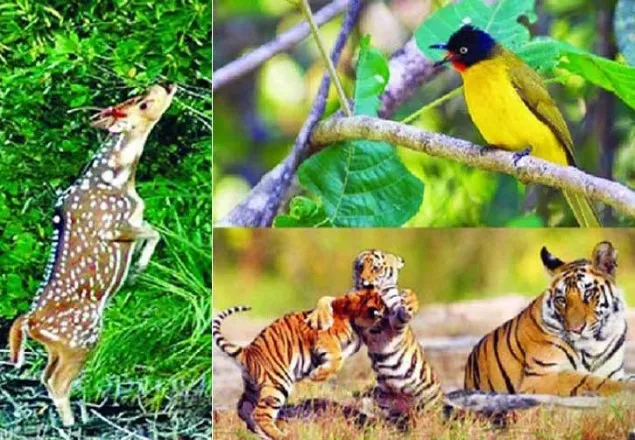 বন্যপ্রাণী পাচার-হত্যার তথ্য দিলেই ৫০ হাজার টাকা পুরস্কার