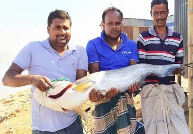 দৌলতদিয়ায় জালে ধরা পরেছে ২১ কেজির বোয়াল