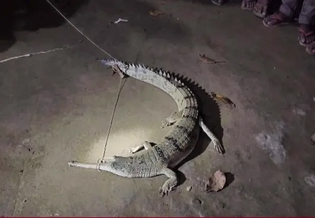 যমুনা নদীতে জেলের বরশিতে ধরা পড়ল ঘড়িয়াল