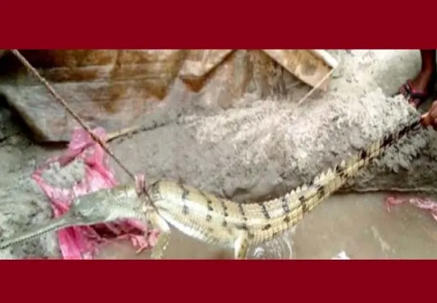 গাইবান্ধায় ব্রক্ষ্মপুত্র নদে ধরা পড়লো ঘড়িয়াল