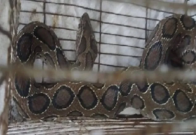 পুকুরে মাছ ধরতে গিয়ে মিলল রাসেল ভাইপার