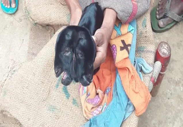 ছাগলের ২ মাথা!