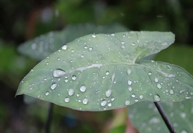 ৩ বিভাগে গুঁড়ি গুঁড়ি বৃষ্টির পূর্বাভাস