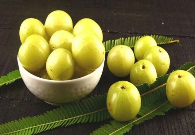 স্বাস্থ্য রক্ষায় শীতে আমলকী