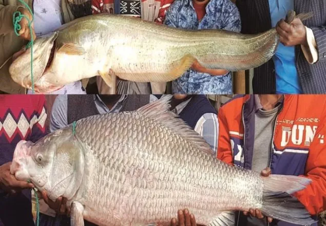 পদ্মায় ধরা পড়ল বিশাল আকৃতির বোয়াল ও কাতল