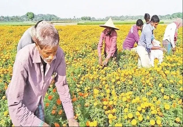 ঝিনাইদহে ফুলচাষিদের স্বপ্ন কেড়ে নিল করোনা