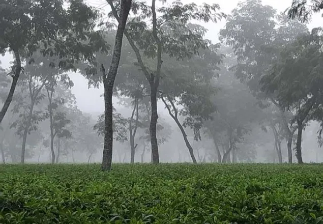 দেশের সর্বনিম্ন তাপমাত্রা শ্রীমঙ্গলে 