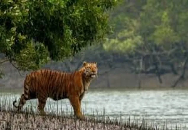 সুন্দরবনে বাঘের আক্রমণে ২ জেলে নিহত