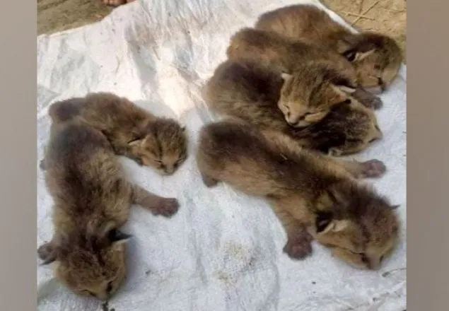 পরিত্যক্ত ঘরে মেছো বাঘের ৬বাচ্চা
