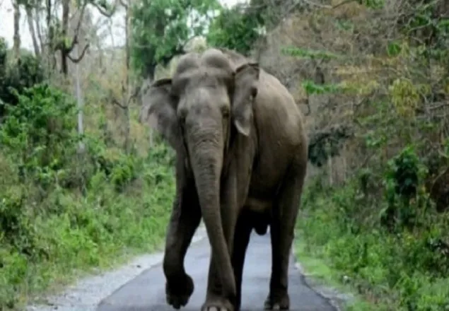 বান্দরবানে বন্যহাতির তাণ্ডবে দুই কিশোর নিহত