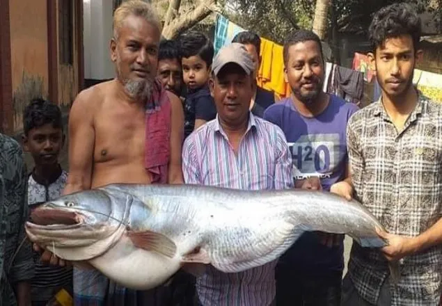 গোয়ালন্দ সৌখিন শিকারির বড়শিতে ১৮ কেজির বোয়াল