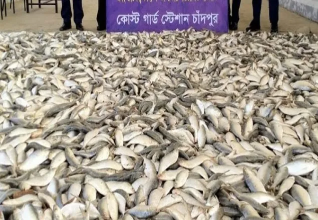 মাছ ঘাটে অভিযান চালিয়ে সাড়ে ৬২ মণ জাটকা জব্দ