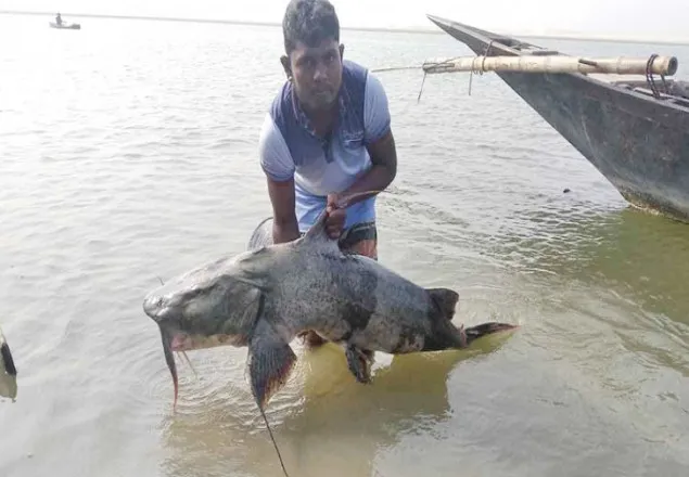 ‘৫ দিনে দুই লাখ টাকার বাগাড় বিক্রি’