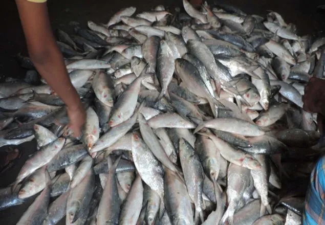 আজ থেকে দুই মাস ইলিশ ধরা নিষিদ্ধ