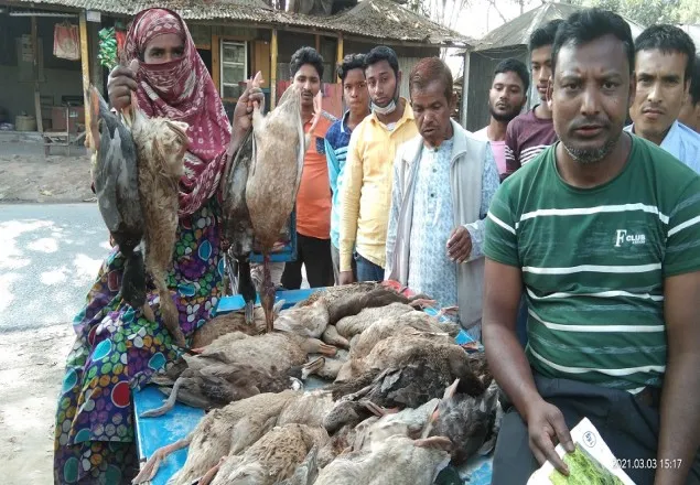 হাতীবান্ধায় কীটনাশক দিয়ে হাঁস মারার অভিযোগ