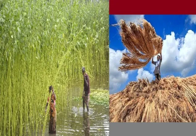  জাতীয় পাট দিবস