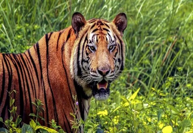 গাজীপুরে সাফারি পার্কে বাঘের মুখ থেকে বেঁচে ফিরল কর্মচারী