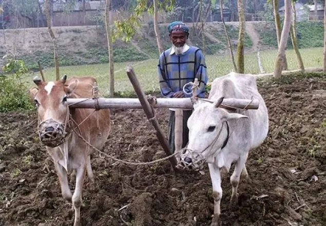 কালের পরিবর্তনে হারিয়ে যাচ্ছে লাঙল দিয়ে জমি চাষ