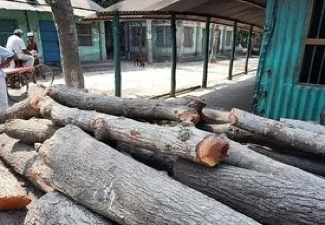 সরকারি গাছ কাটার অভিযোগে ১০হাজার টাকা জরিমানা