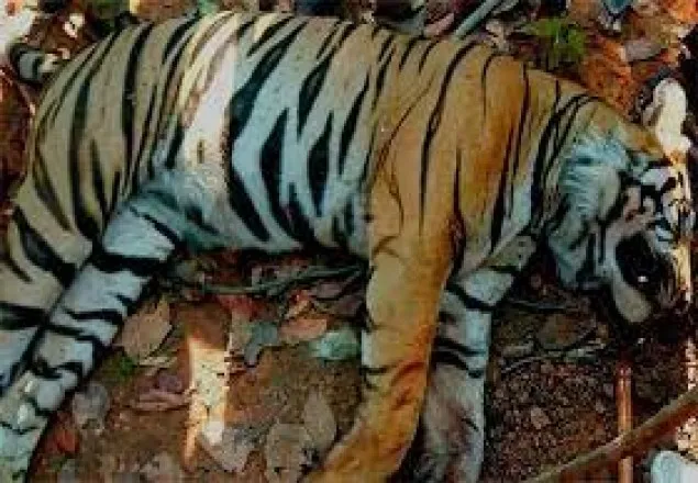 সুন্দরবনে ভোলা নদীর চর থেকে মৃত বাঘ উদ্ধার