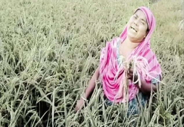 হঠাৎ লু হাওয়া: পুড়ে গেছে হাজার হাজার হেক্টর জমির ধান