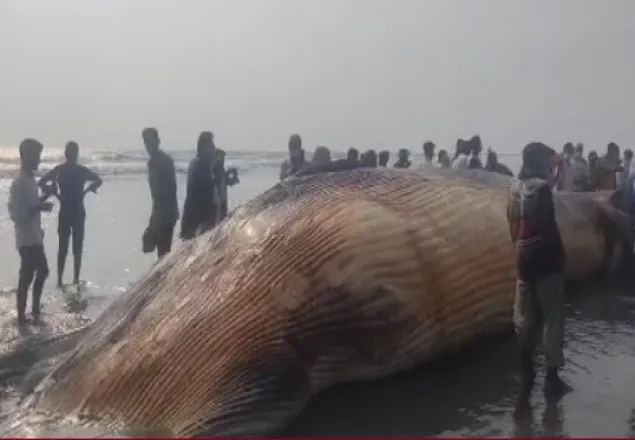 কক্সবাজার সৈকতে ভেসে এলো কয়েক টন ওজনের তিমি