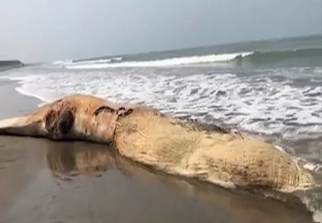কক্সবাজার সৈকতে ফের ভেসে এল মৃত তিমি