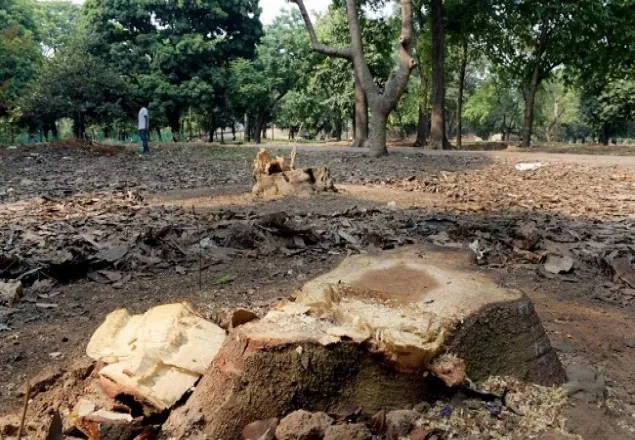 সোহরাওয়ার্দীতে আপাতত গাছ কাটা যাবে না: হাইকোর্ট