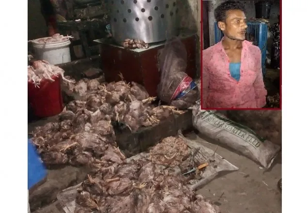 ভোলায় ৩০০ মরা মুরগী বিক্রির জন্য ড্রেসিং!