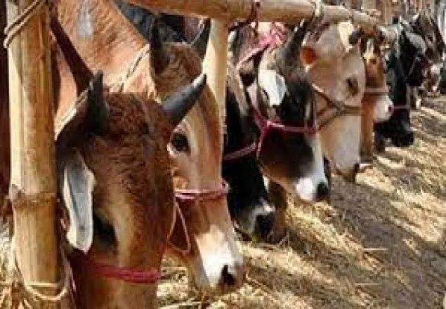 রাজধানীতে এবার কোরবানির পশুর হাট ২৩টি