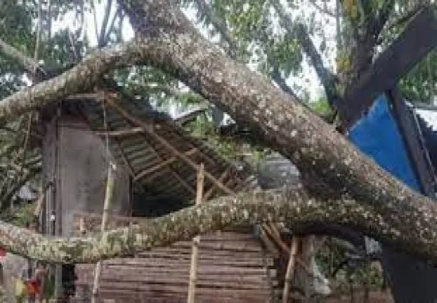ইয়াসের তাণ্ডবে গাছচাপায় রিকশাচালকের মৃত্যু