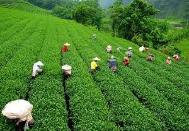 আজ প্রথম জাতীয় চা দিবস