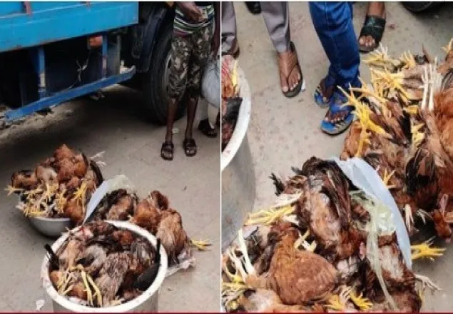 এয়ারপোর্ট রেস্টুরেন্টের ভেতর থেকে ১১৯ মরা মুরগি উদ্ধার