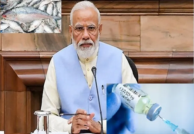 ইলিশ আসছে না ঢাকা থেকে, প্রশ্নের মুখে মোদী: ‘সোনালি অধ্যায়’