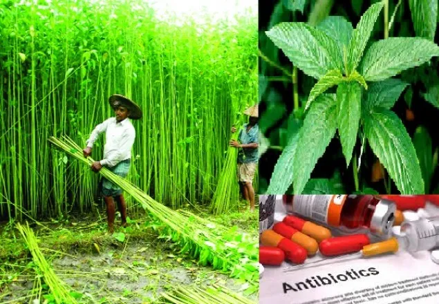 হোমিকরসিন: পাট থেকে আবিস্কৃত নতুন অ্যান্টিবায়োটিক