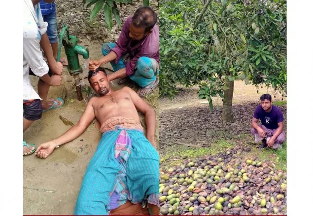 ঝিনাইদহে আম চাষিদের ঘরে ঘরে কান্না, বাগানেই অজ্ঞান চাষি