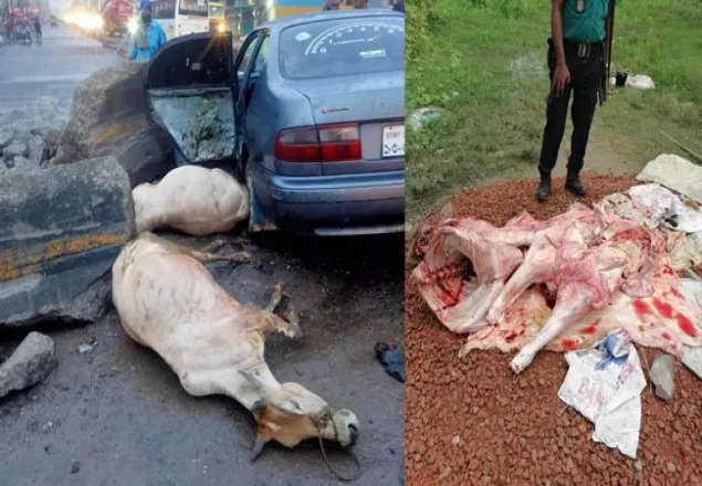 গাজীপুরে প্রাইভেটকারে ৪ গরু ঢুকিয়ে চুরি