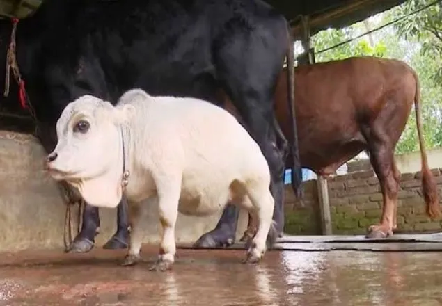 বিশ্বের সবচেয়ে ছোট গরু বাংলাদেশে!